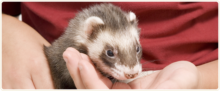 Edmonton Pet Memorial Services, ferrets and small animals