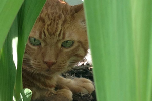 pet memorial services, edmonton