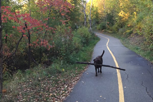 pet memorial services, edmonton