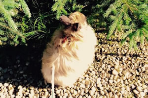 pet memorial services, edmonton