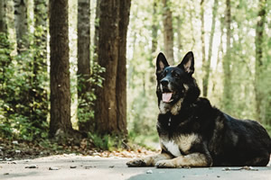 pet memorial services, edmonton