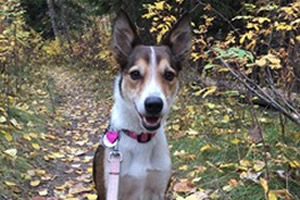 pet memorial services, edmonton