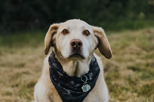 pet memorial services, edmonton