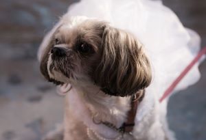 pet memorial services, edmonton